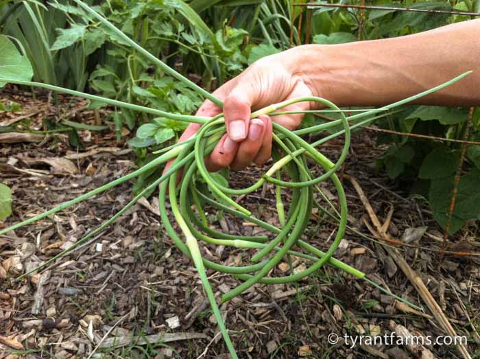 A Love Story Why and How to Grow Hardneck Garlic Tyrant Farms